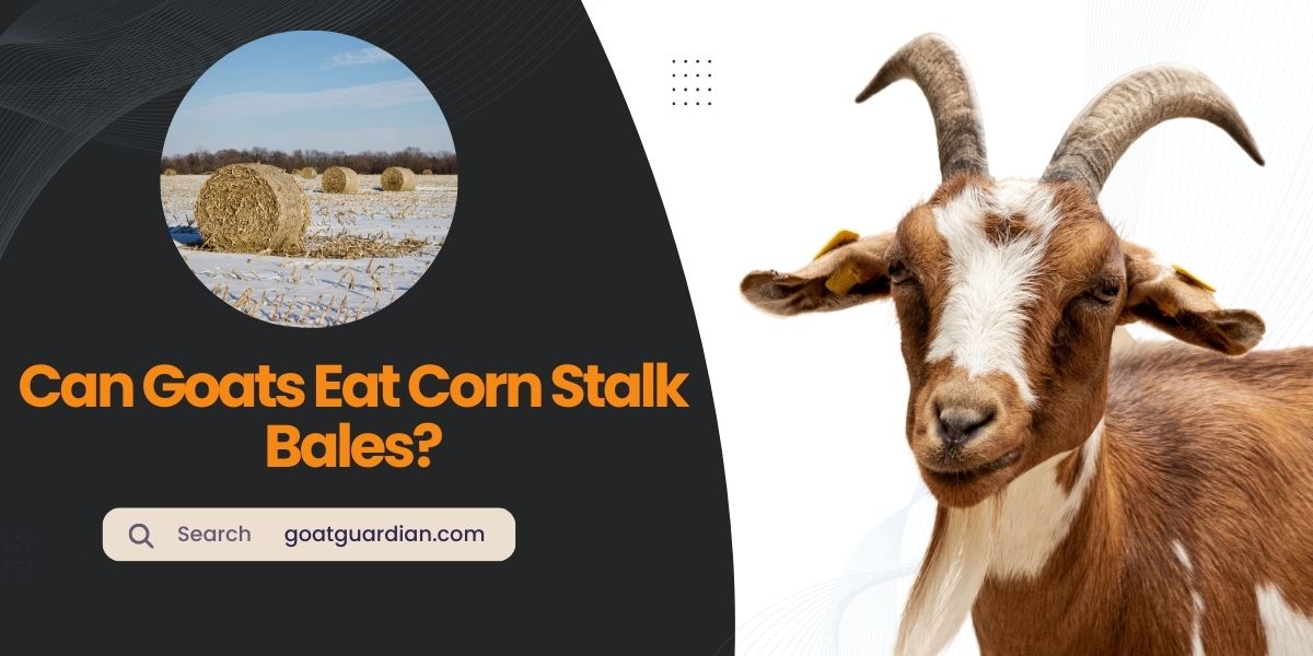 Can Goats Eat Corn Stalk Bales