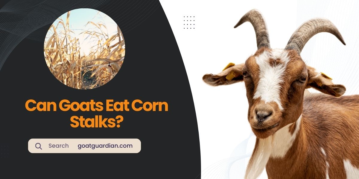 Can Goats Eat Corn Stalks