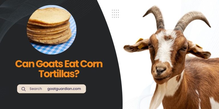 Can Goats Eat Corn Tortillas? (Expert’s Guide)
