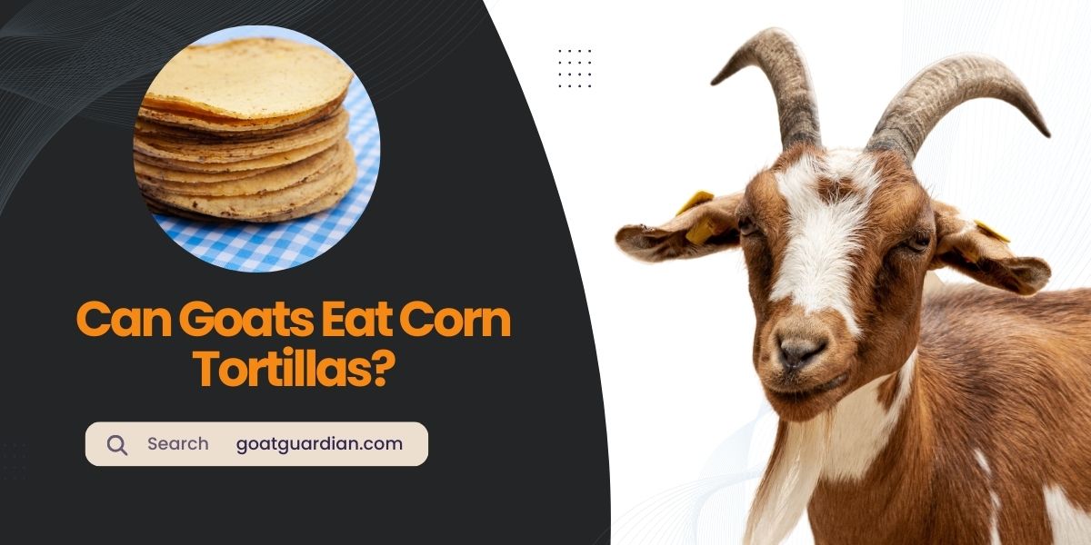 Can Goats Eat Corn Tortillas