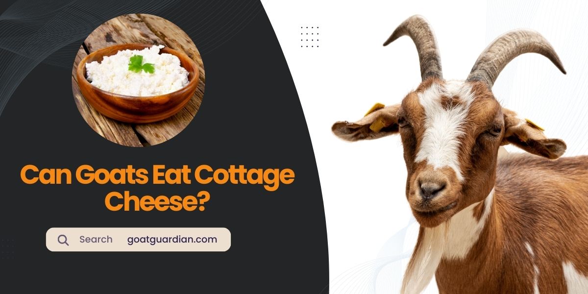 Can Goats Eat Cottage Cheese