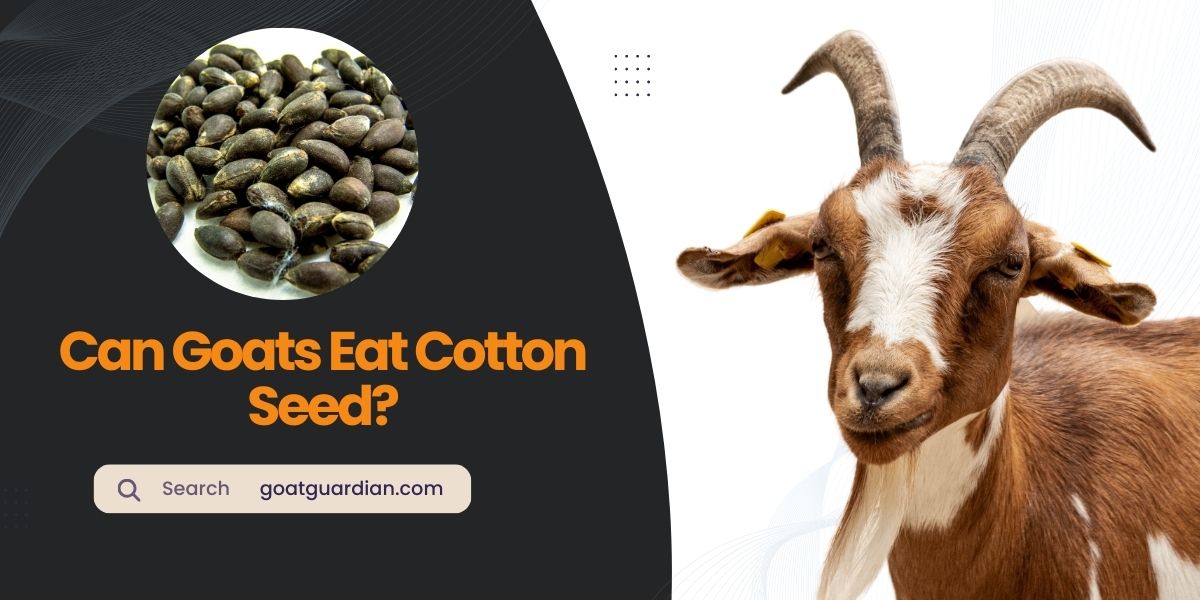 Can Goats Eat Cotton Seed