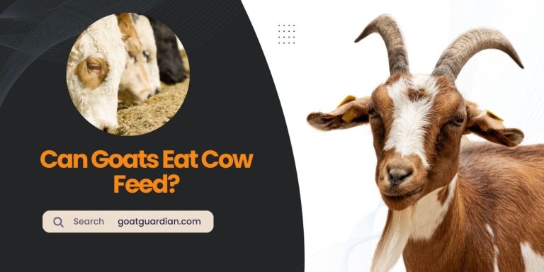 Can Goats Eat Cow Feed? (Read Before Feeding)
