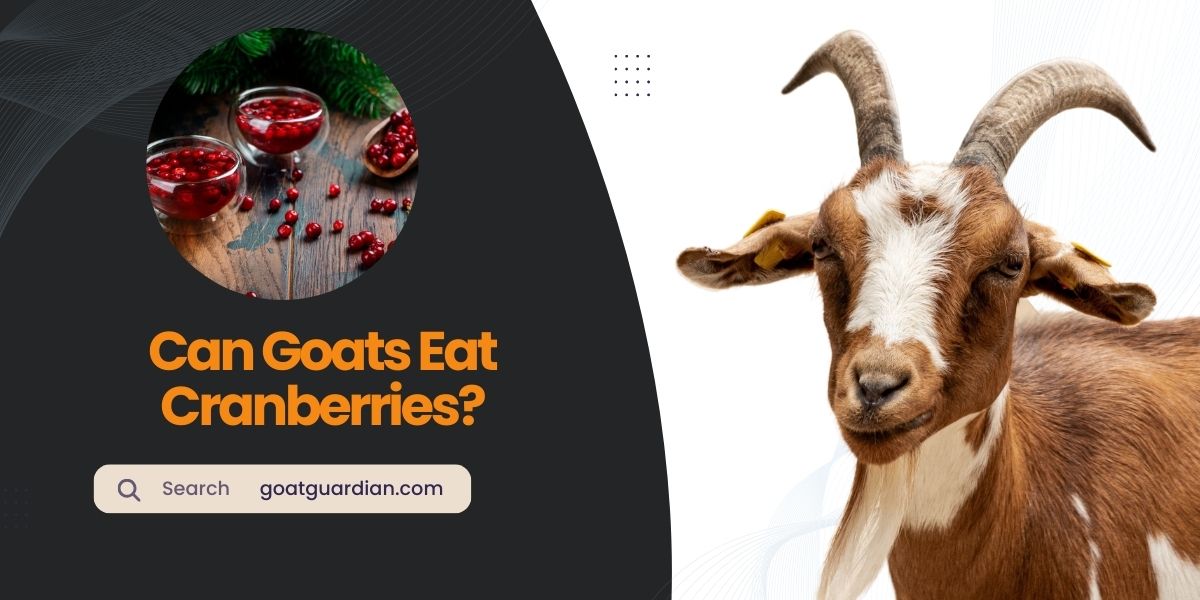 Can Goats Eat Cranberries