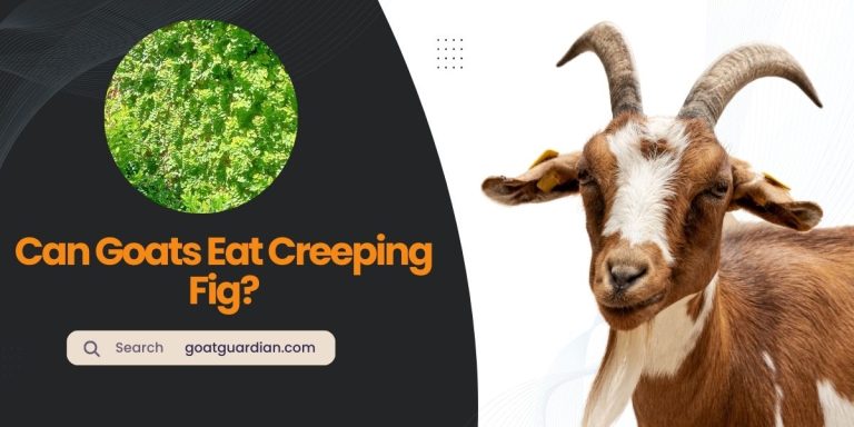 Can Goats Eat Creeping Fig? (Good or BAD)