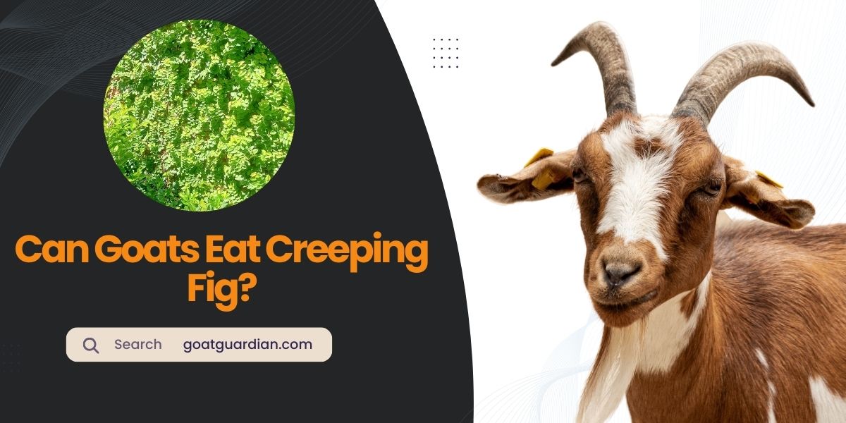 Can Goats Eat Creeping Fig