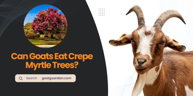 Can Goats Eat Crepe Myrtle Trees?