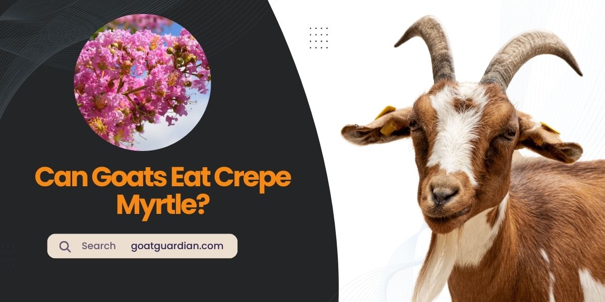Can Goats Eat Crepe Myrtle? (Myths vs Truth) | Goat Guardian