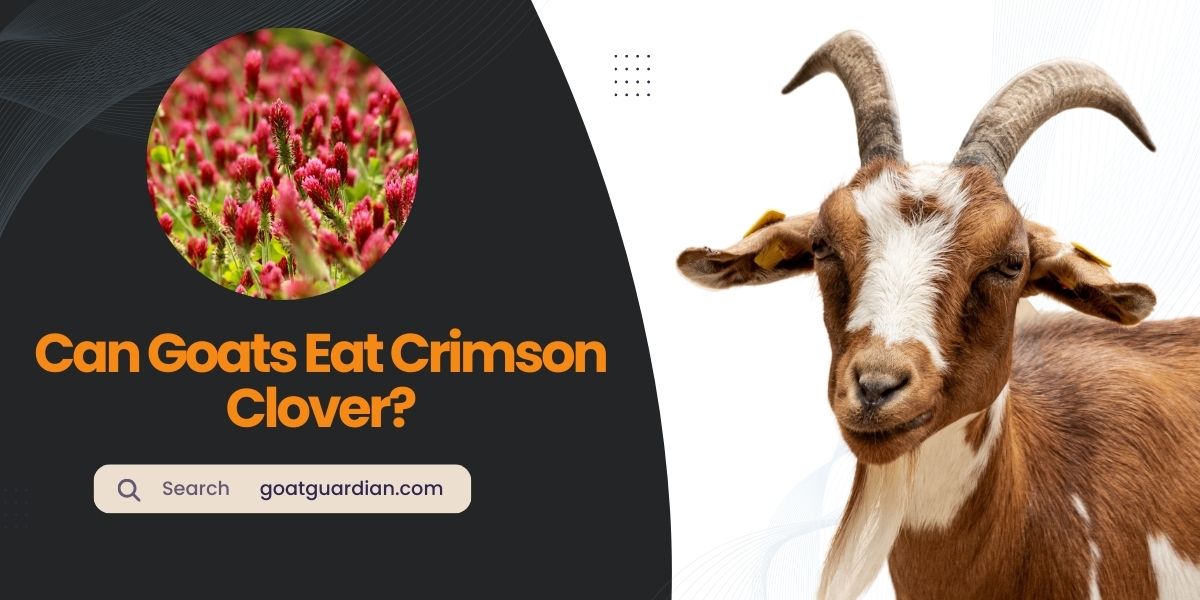 Can Goats Eat Crimson Clover