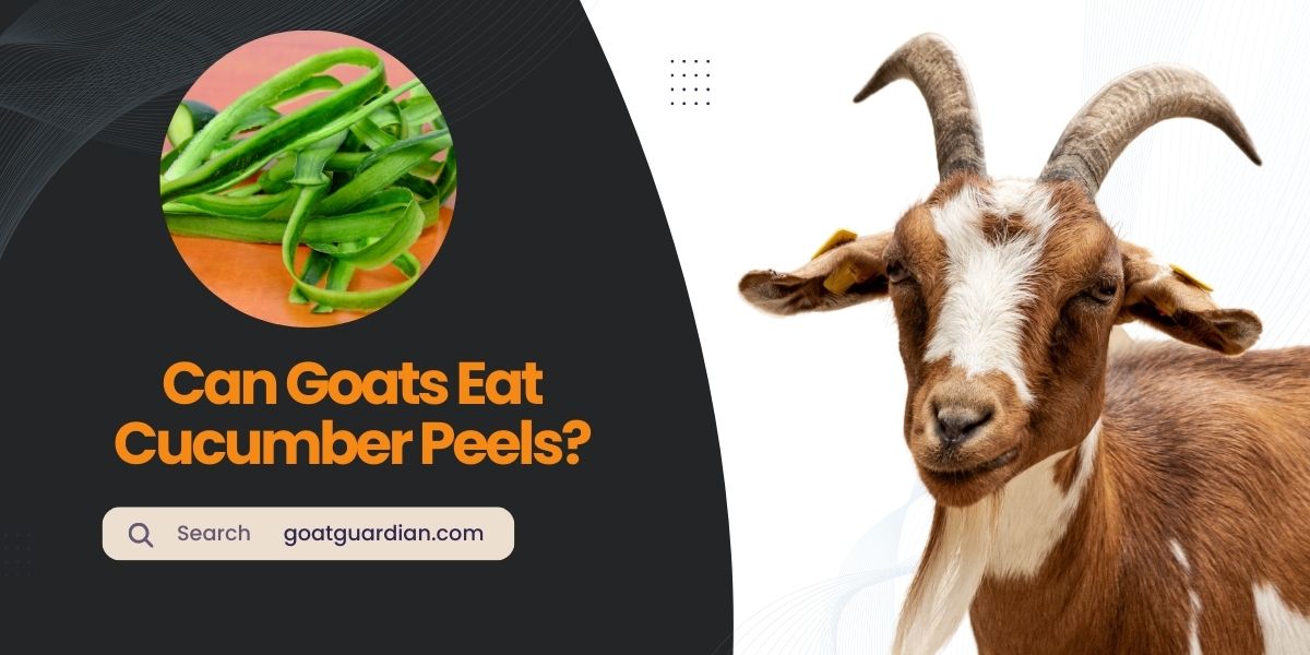 Can Goats Eat Cucumber Peels