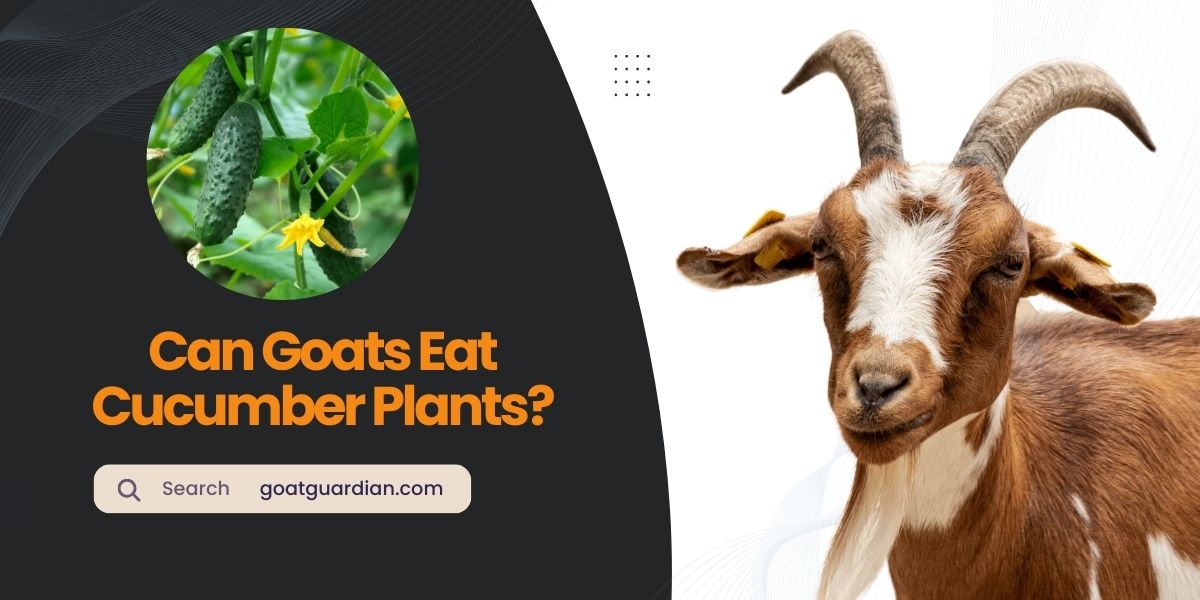 Can Goats Eat Cucumber Plants