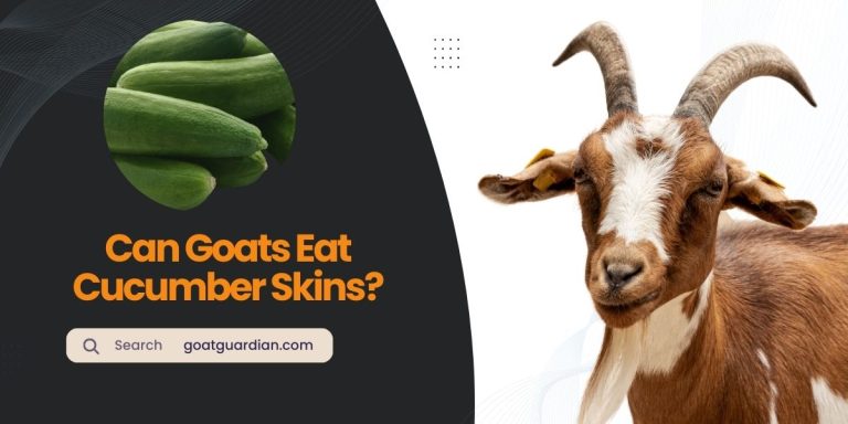 Can Goats Eat Cucumber Skins? (Surprising Facts)