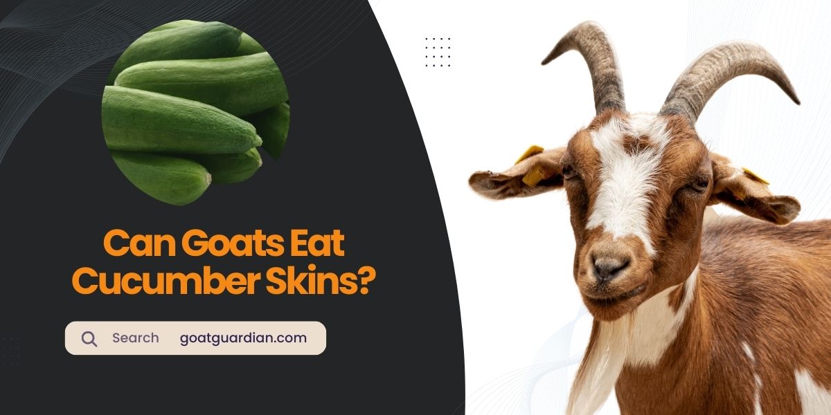 Can Goats Eat Cucumber Skins