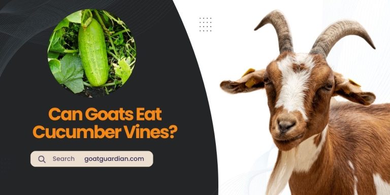 Can Goats Eat Cucumber Vines? (Safety Considerations)