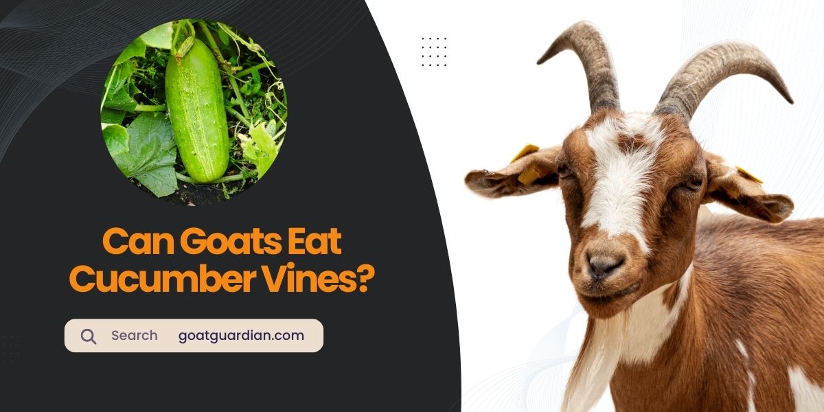 Can Goats Eat Cucumber Vines