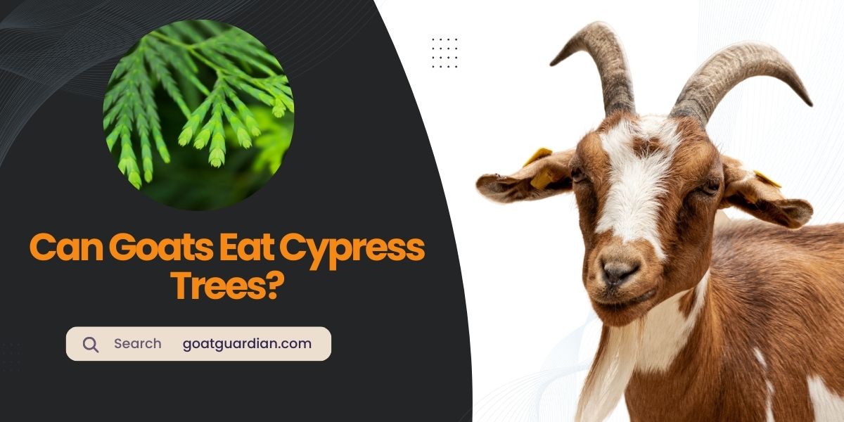 Can Goats Eat Cypress Trees