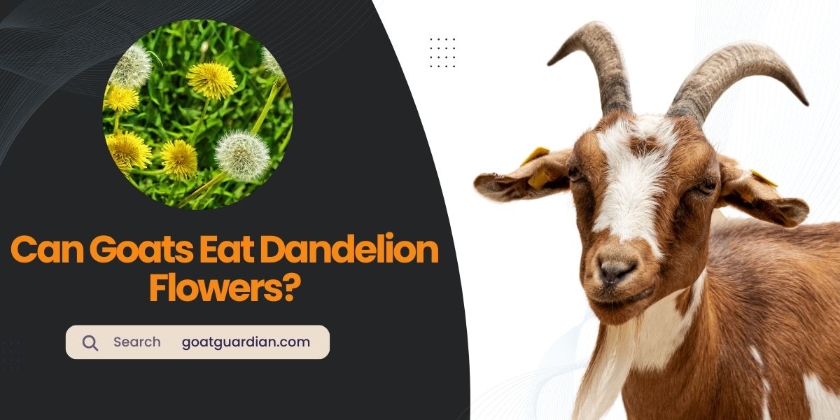 Can Goats Eat Dandelion Flowers