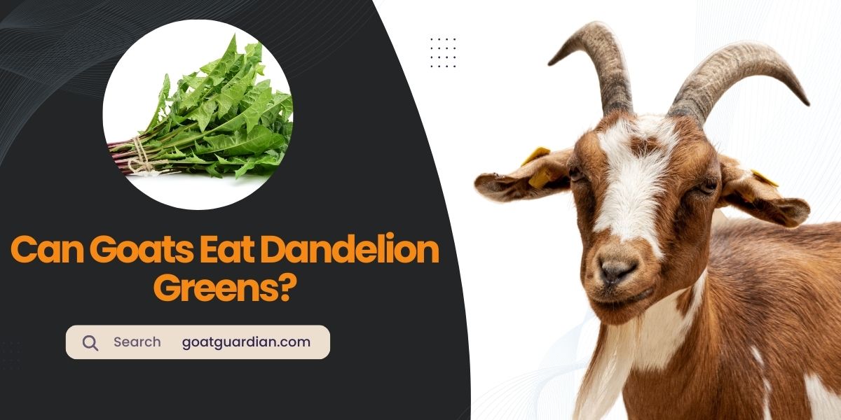 Can Goats Eat Dandelion Greens