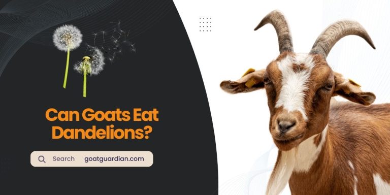 Can Goats Eat Dandelions? (with Health Benefits)
