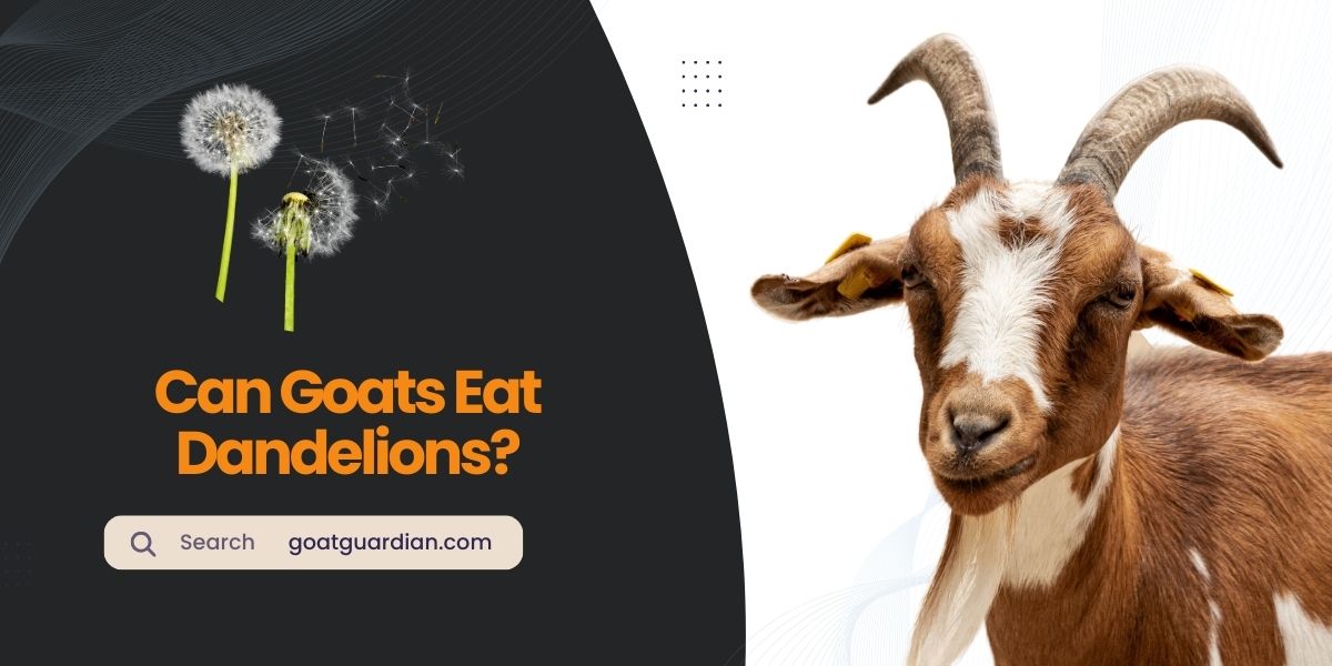 Can Goats Eat Dandelions