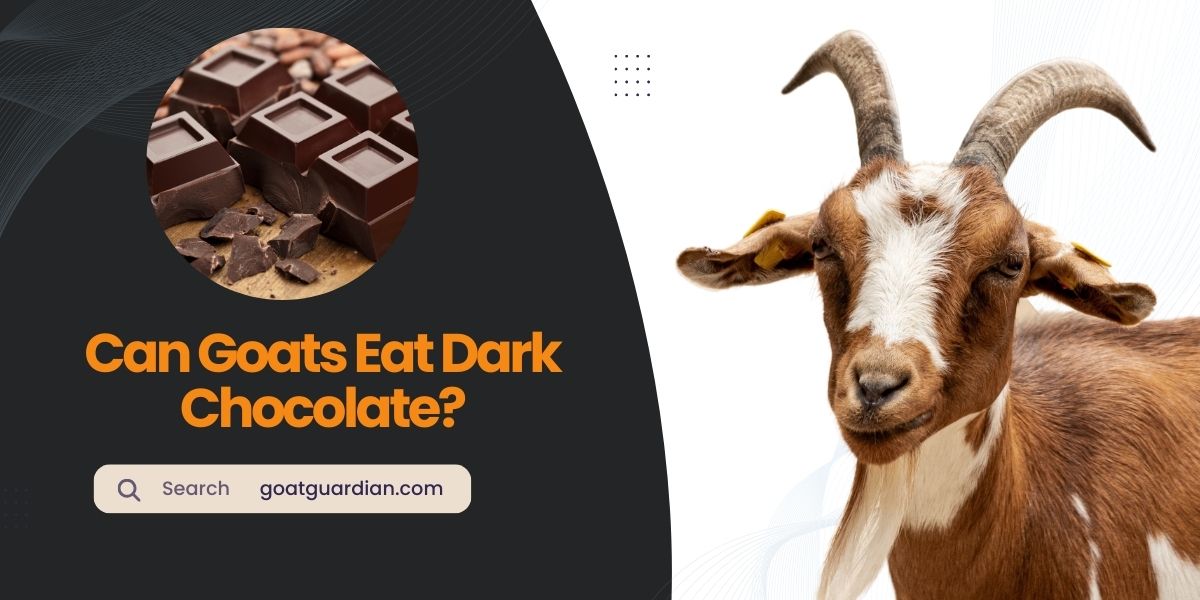 Can Goats Eat Dark Chocolate