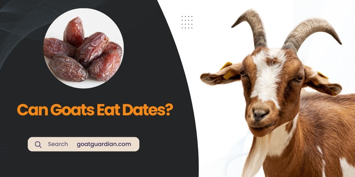 Can Goats Eat Dates