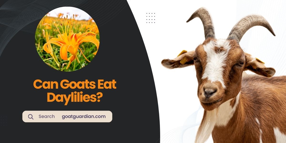 Can Goats Eat Daylilies