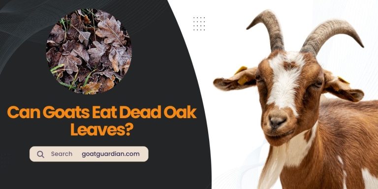 Can Goats Eat Dead Oak Leaves? (Truth Explained)