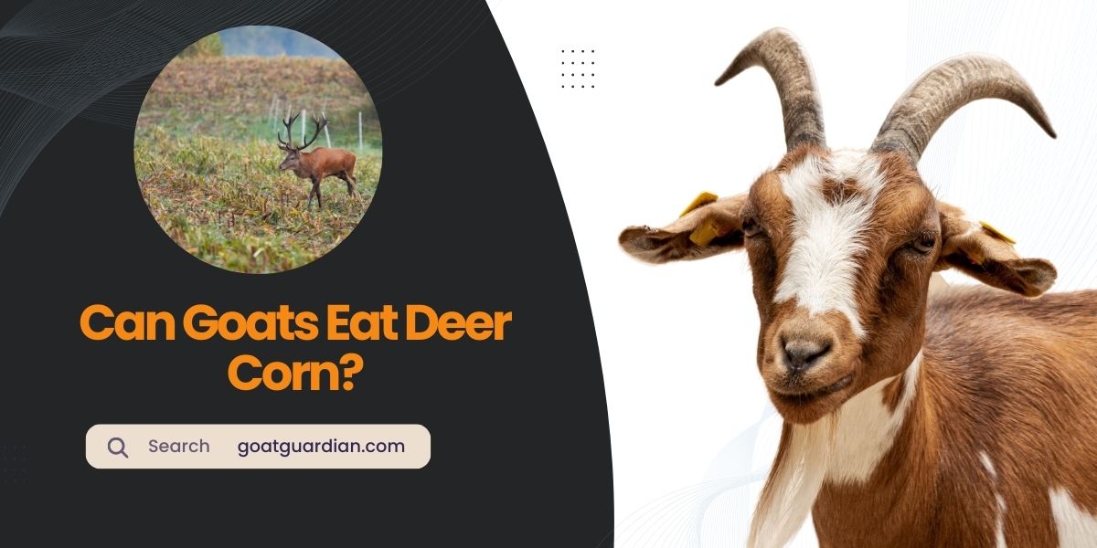 Can Goats Eat Deer Corn