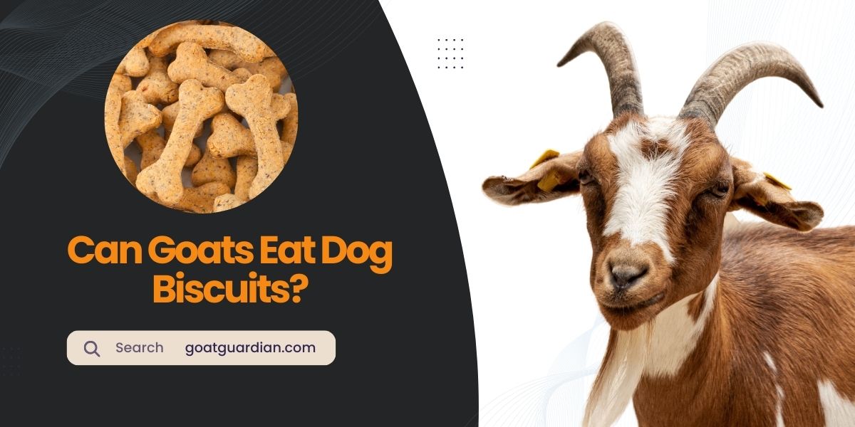 Can Goats Eat Dog Biscuits