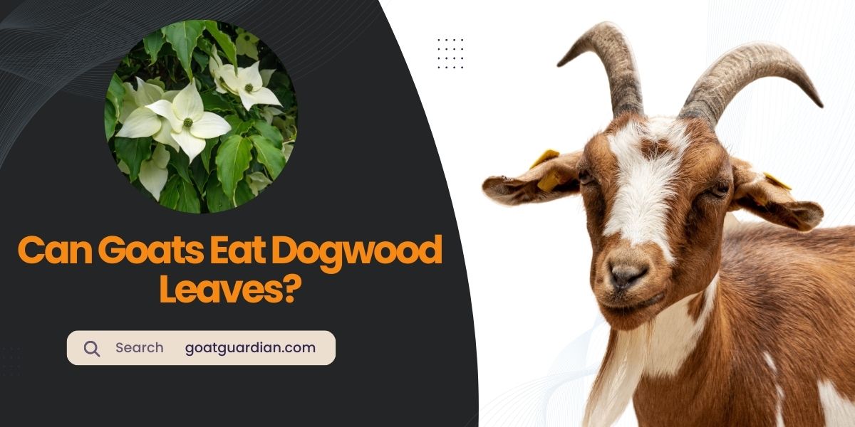 Can Goats Eat Dogwood Leaves