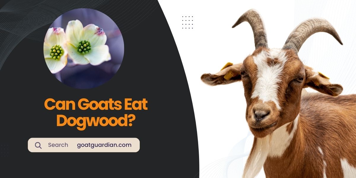Can Goats Eat Dogwood
