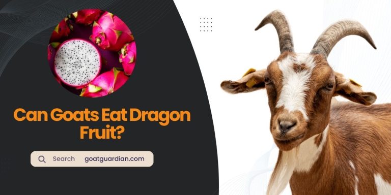 Can Goats Eat Dragon Fruit? (Safe Addition for Goat)
