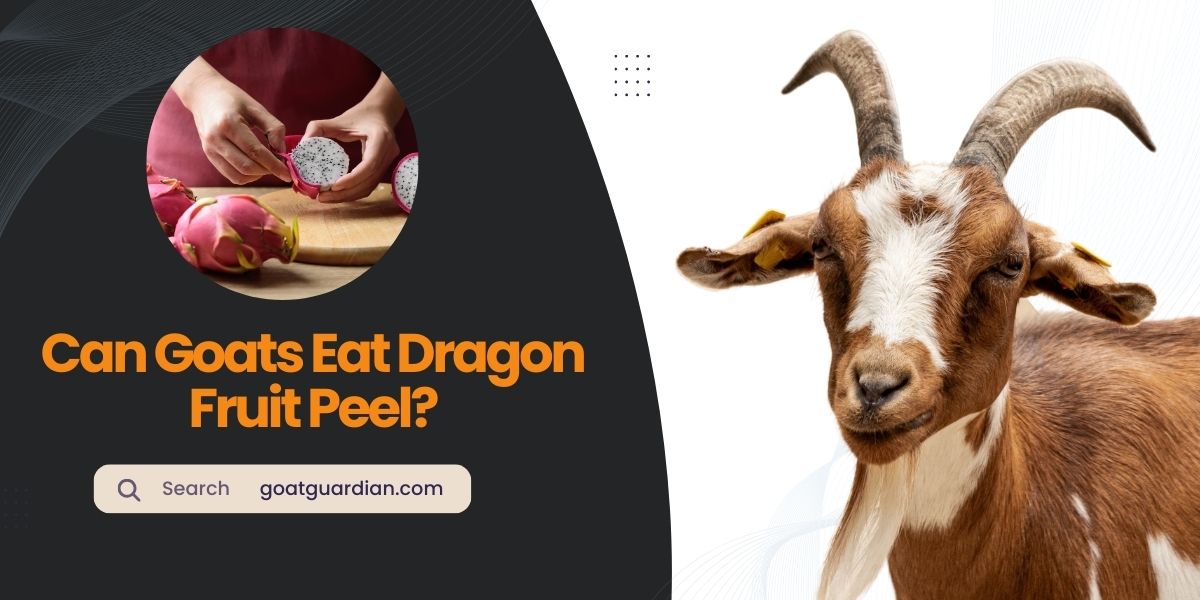 Can Goats Eat Dragon Fruit Peel