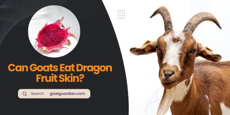 Can Goats Eat Dragon Fruit Skin? (YES or NO)