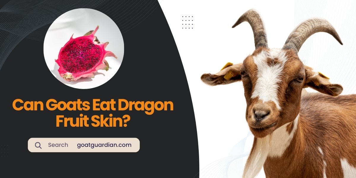 Can Goats Eat Dragon Fruit Skin