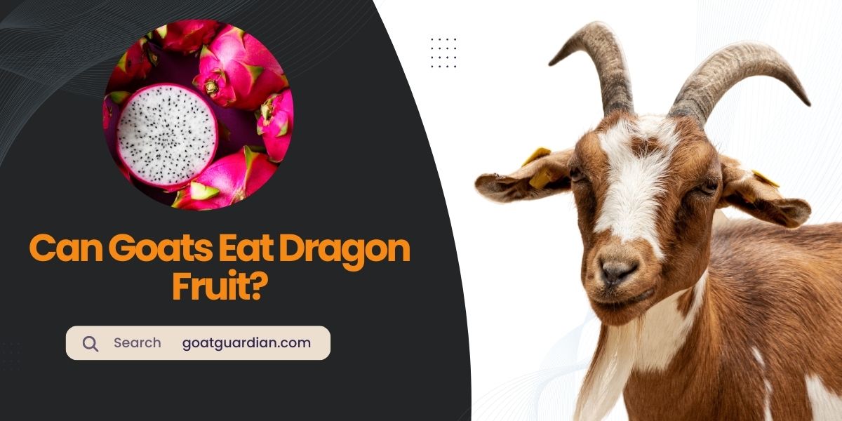 Can Goats Eat Dragon Fruit