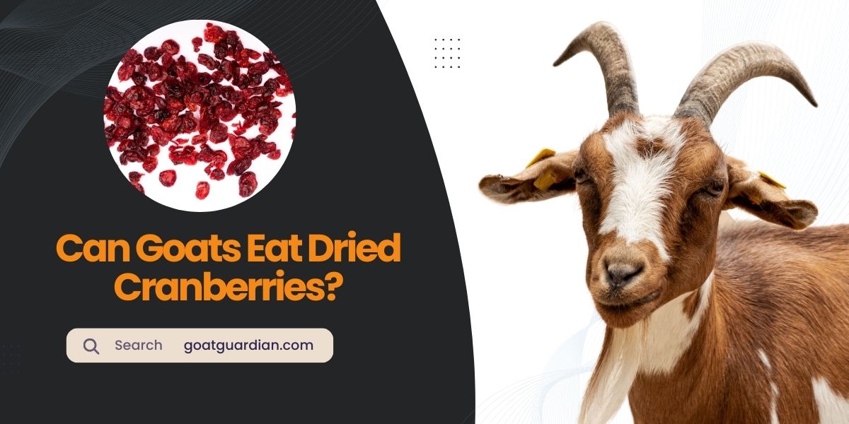 Can Goats Eat Dried Cranberries