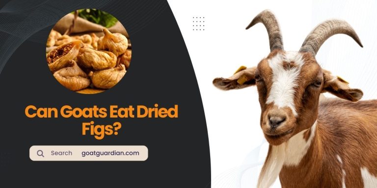 Can Goats Eat Dried Figs? (Best Practices)