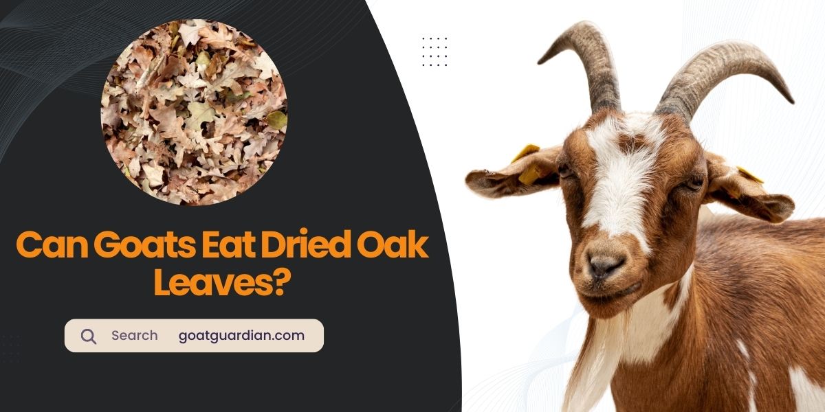 Can Goats Eat Dried Oak Leaves