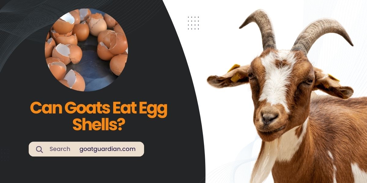 Can Goats Eat Egg Shells