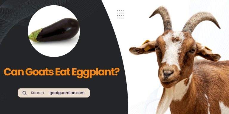 Can Goats Eat Eggplant? (Safe Or Toxic)