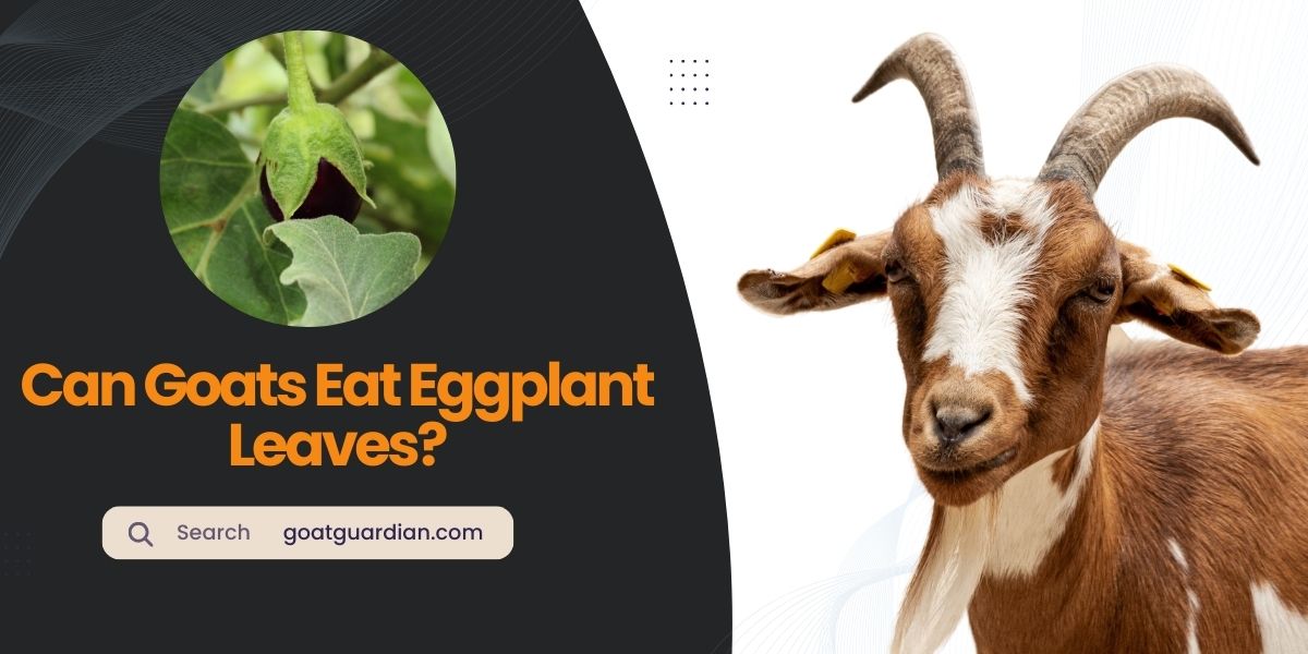 Can Goats Eat Eggplant Leaves