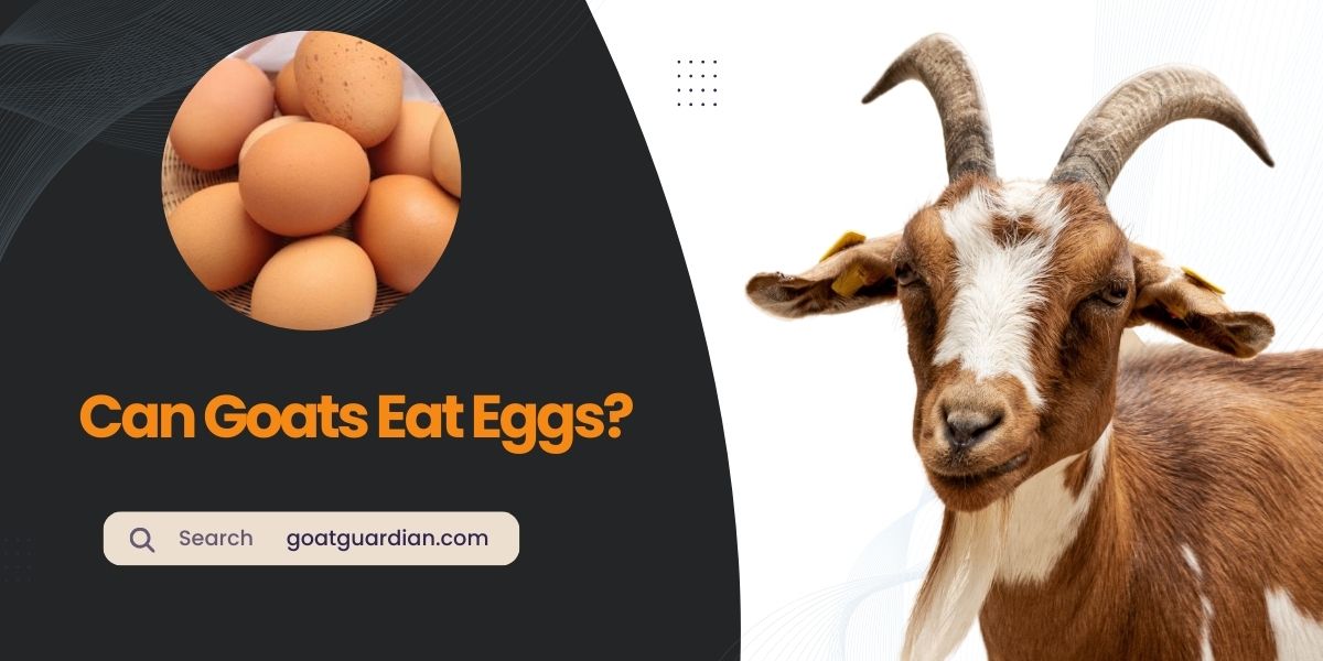 Can Goats Eat Eggs