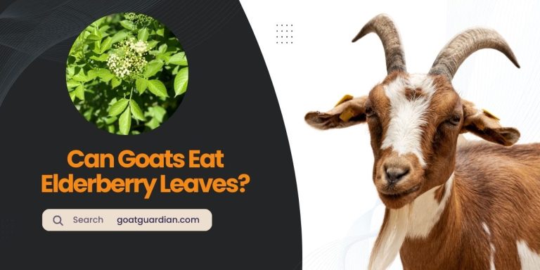 Can Goats Eat Elderberry Leaves? (Dos & Don’ts)