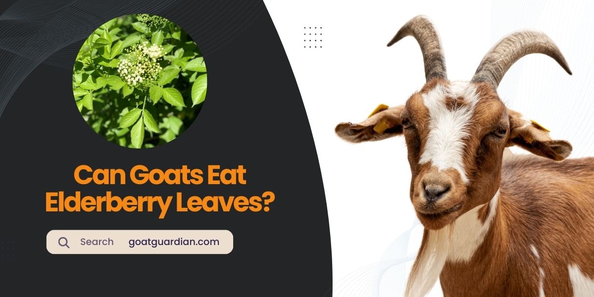 Can Goats Eat Elderberry Leaves