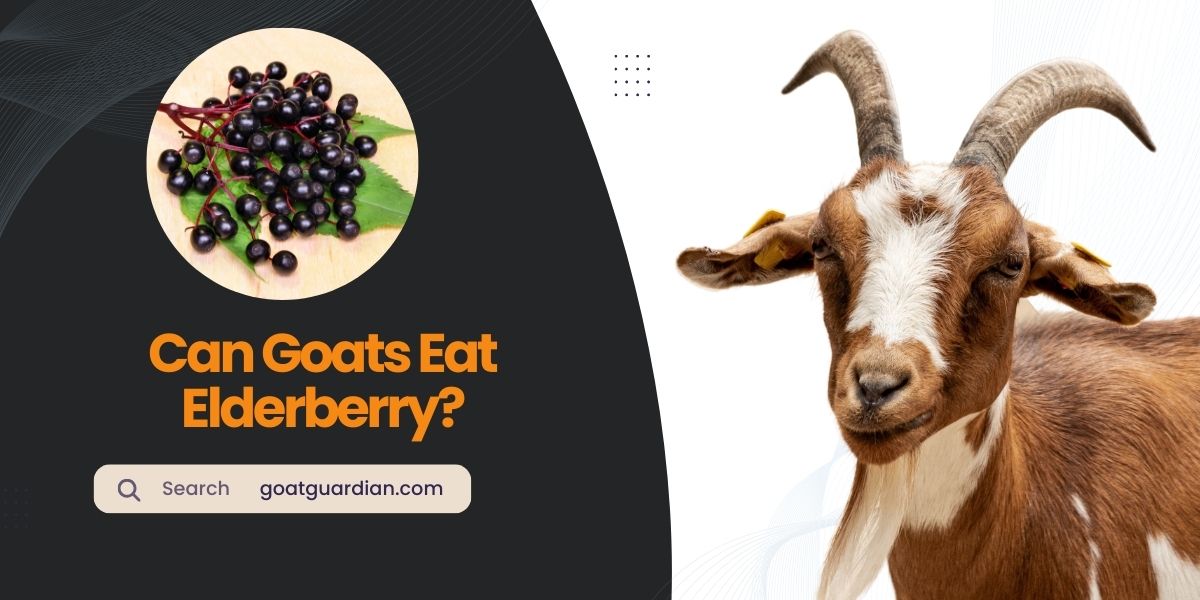 Can Goats Eat Elderberry