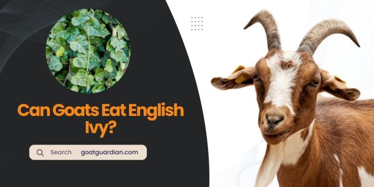 Can Goats Eat English Ivy? (Nutritional Impact)