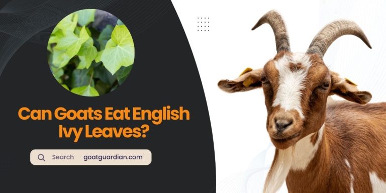 Can Goats Eat English Ivy Leaves? (YES or NO)