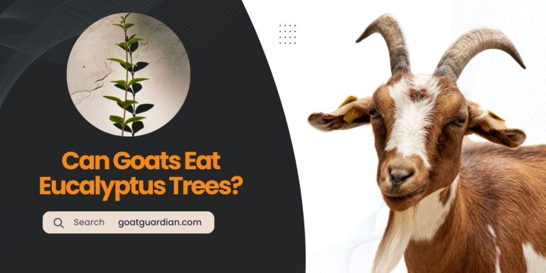 Can Goats Eat Eucalyptus Trees? (Myths vs Reality)